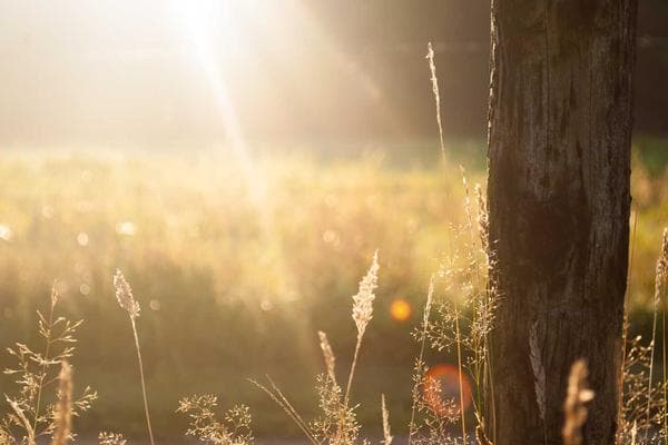 Lush green valley with a river